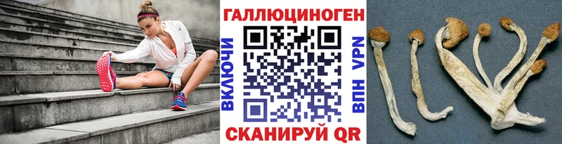 Псилоцибиновые грибы Psilocybine cubensis  Звенигово 